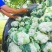 白花菜花紧密乳白2斤