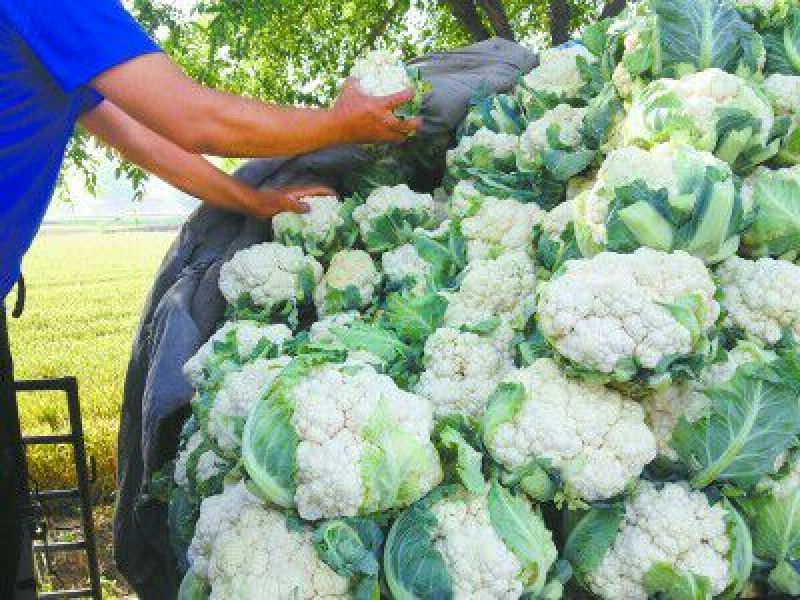 白花菜花紧密乳白2斤