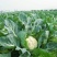 白花菜花紧密乳白2斤