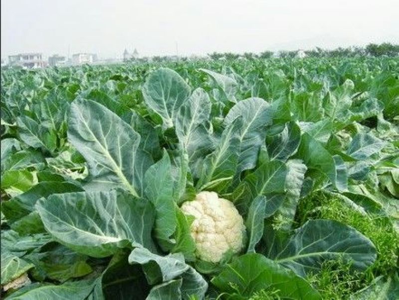 白花菜花紧密乳白2斤
