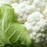 白花菜花紧密乳白2斤