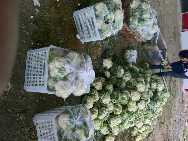 白花菜花紧密乳白2斤