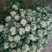 白花菜花紧密乳白2斤