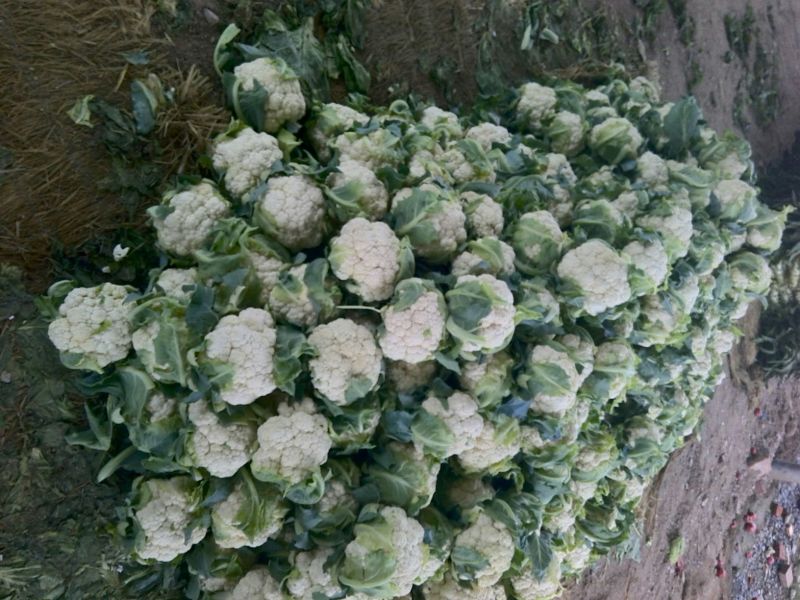 白花菜花紧密乳白2斤