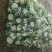 白花菜花紧密乳白2斤