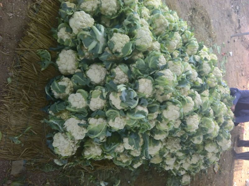 白花菜花紧密乳白2斤