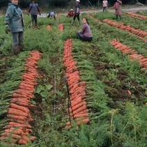 长红胡萝卜红3两以上15厘米以上带土