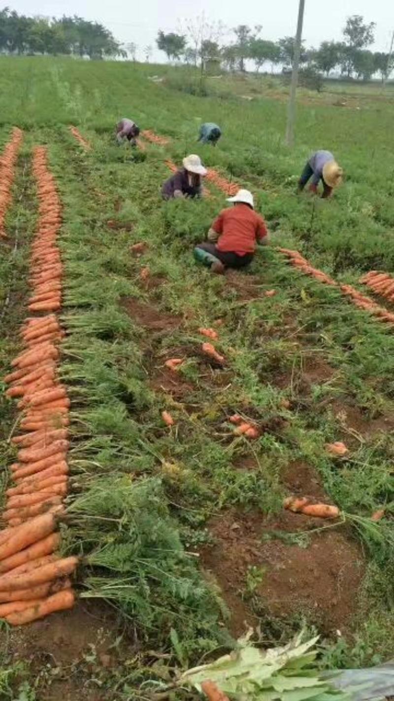 长红胡萝卜红3两以上15厘米以上带土