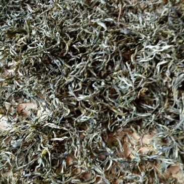 百年大树茶一级