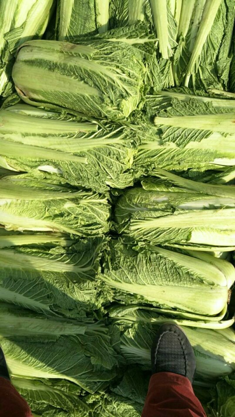 窖储大白菜（北京三号）大量供货，需要的联系