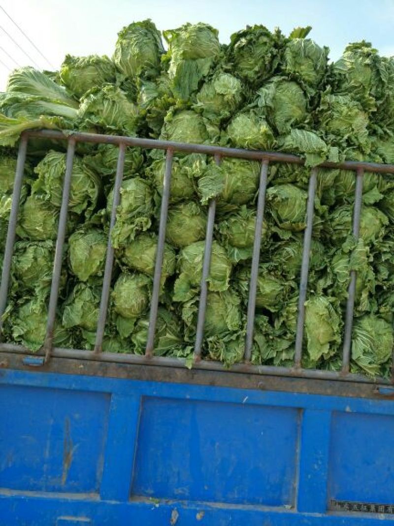 窖储大白菜（北京三号）大量供货，需要的联系