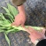 莴苣