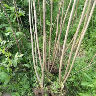 大叶女贞4cm以下