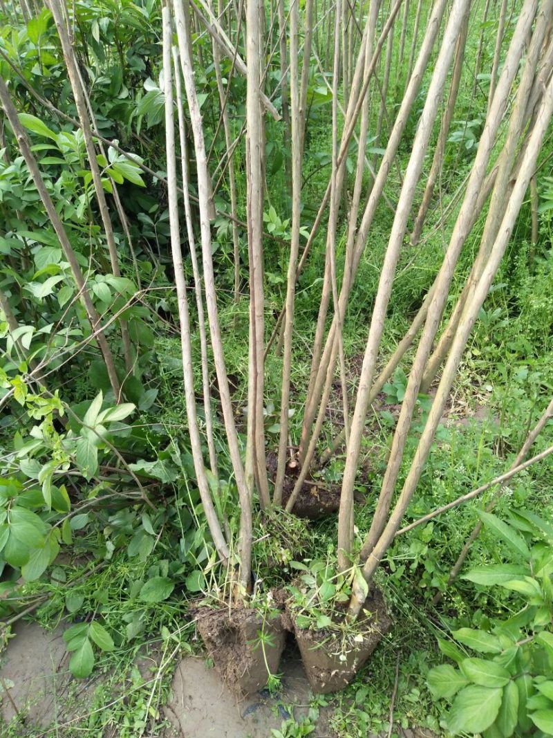 大叶女贞4cm以下