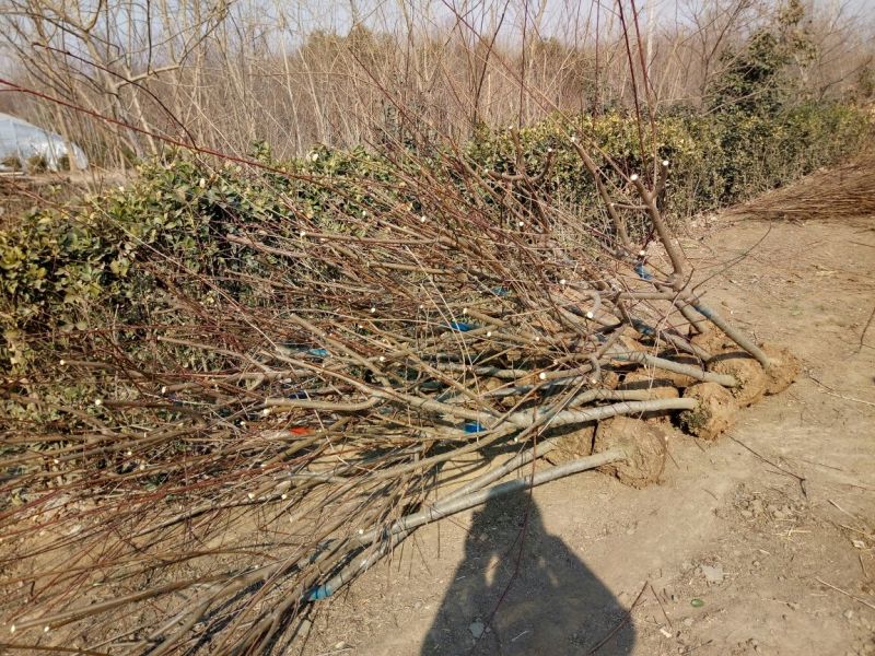 毛桃树4~6cm3.5~4米