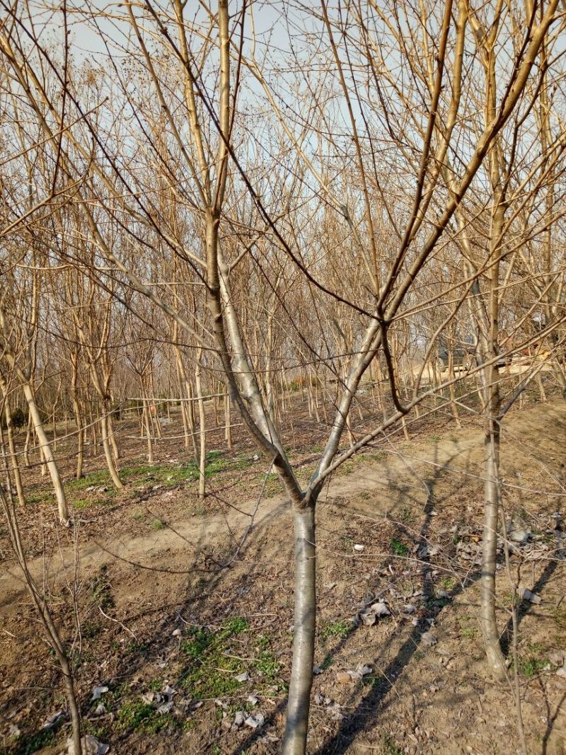 毛桃树4~6cm3.5~4米