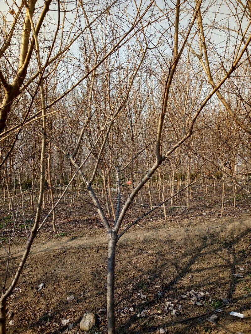 毛桃树4~6cm3.5~4米