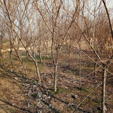 毛桃树4~6cm3.5~4米
