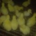 三花鹅苗250g以下