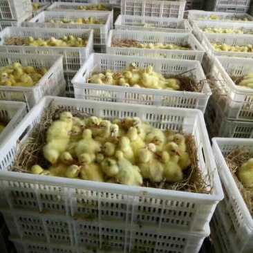 三花鹅苗250g以下