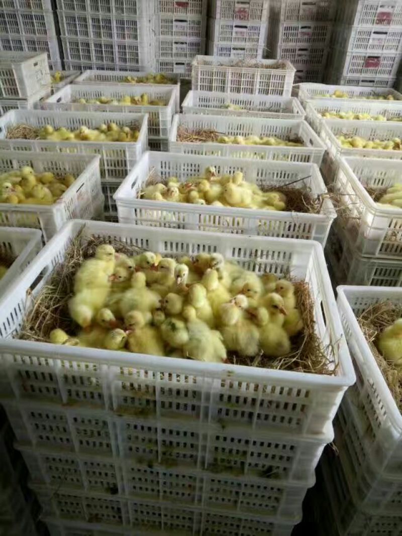 三花鹅苗250g以下