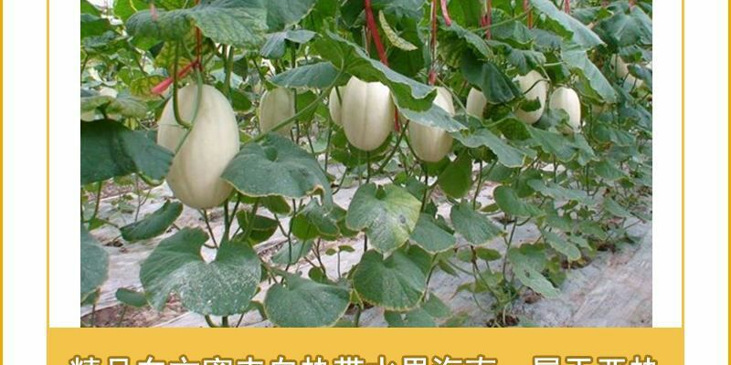东方蜜1号甜瓜1斤以上