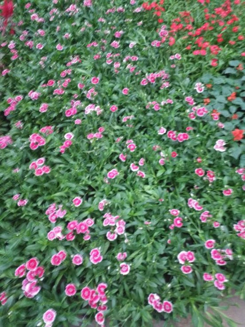 湖南长沙石竹，开花时间久，耐寒