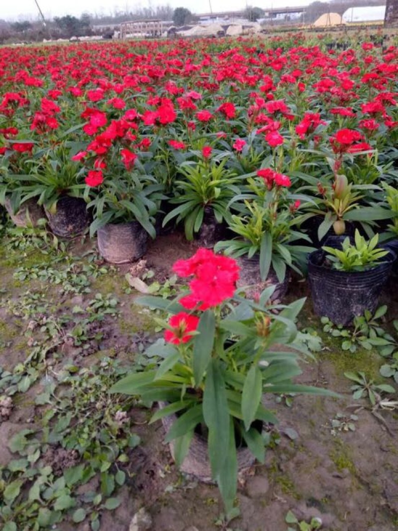 湖南长沙石竹，开花时间久，耐寒