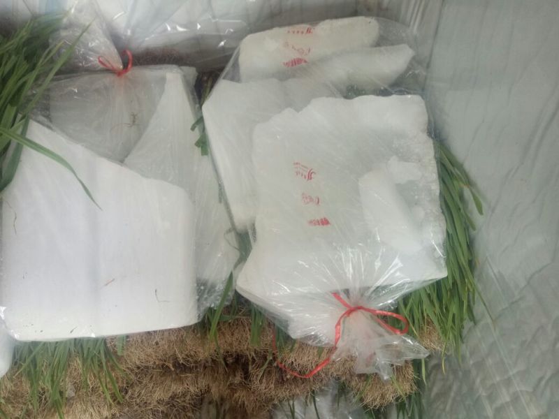 蒜苗四六掰精品