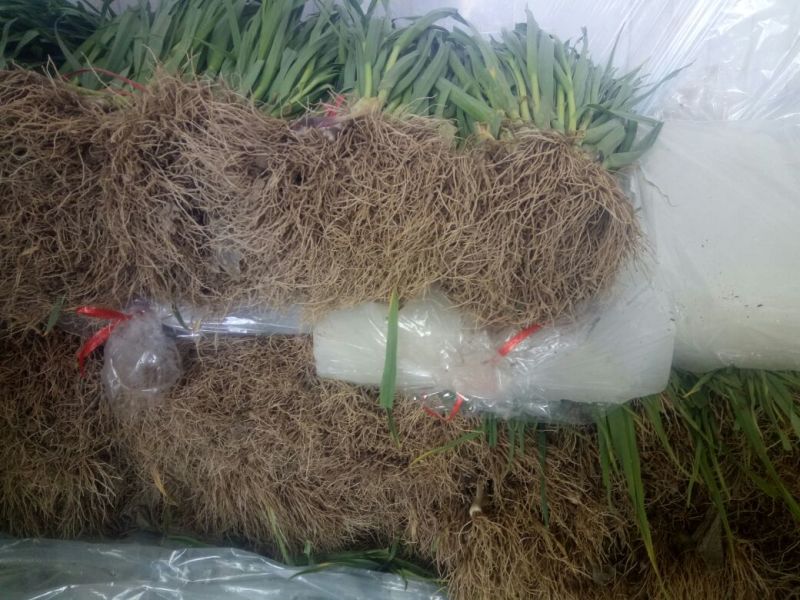 蒜苗四六掰精品