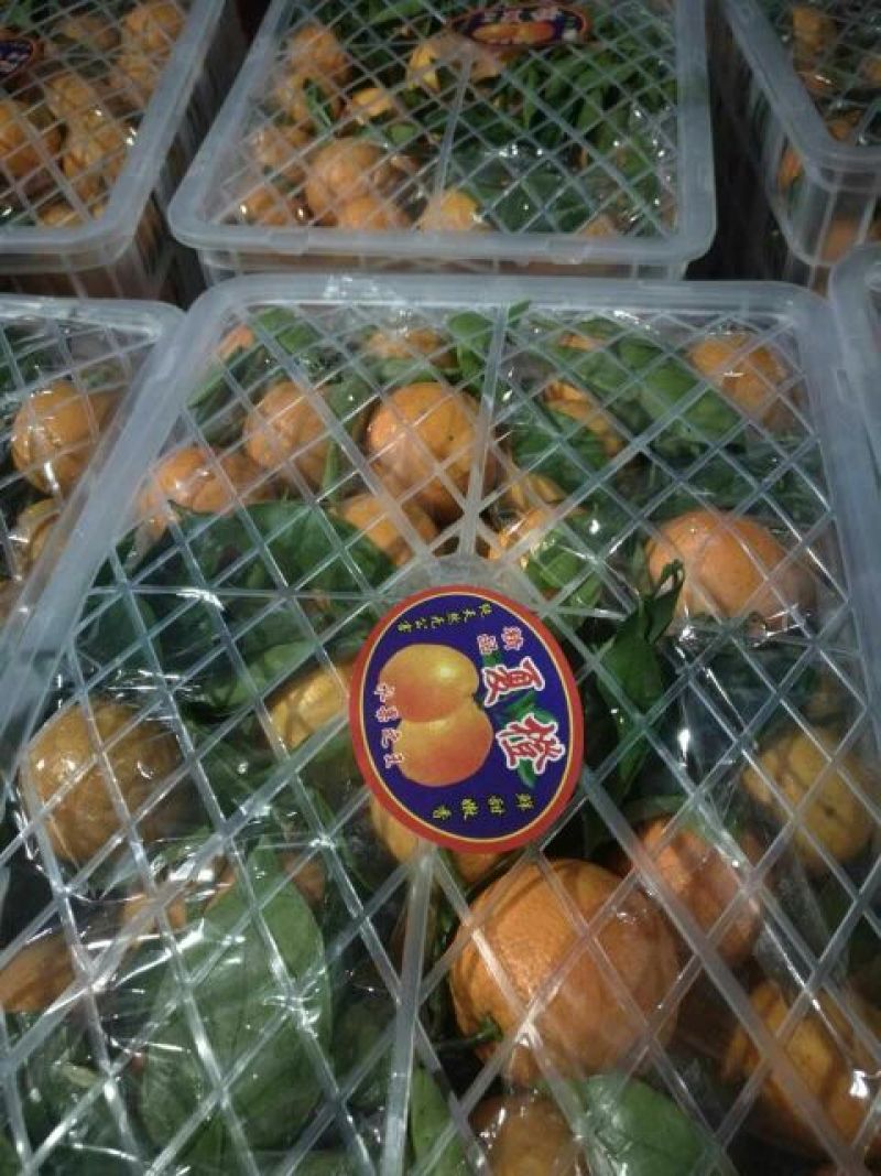 秭归夏橙产地直销，果园看货釆货，皮薄多汁