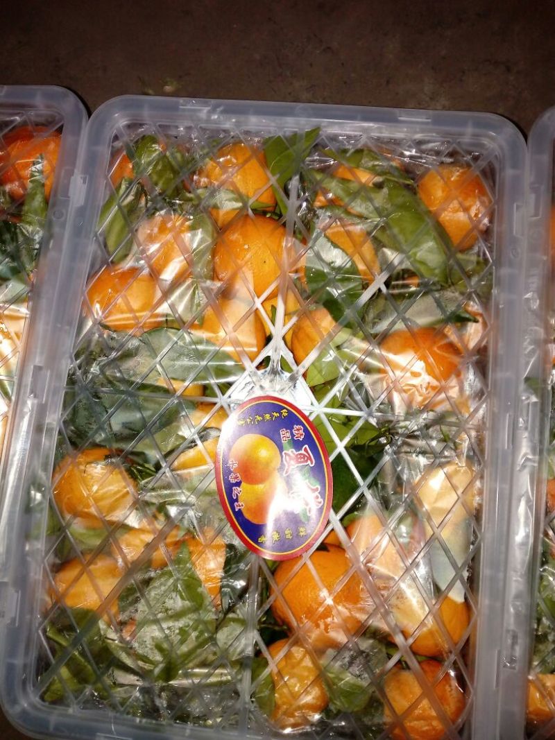 秭归夏橙产地直销，果园看货釆货，皮薄多汁