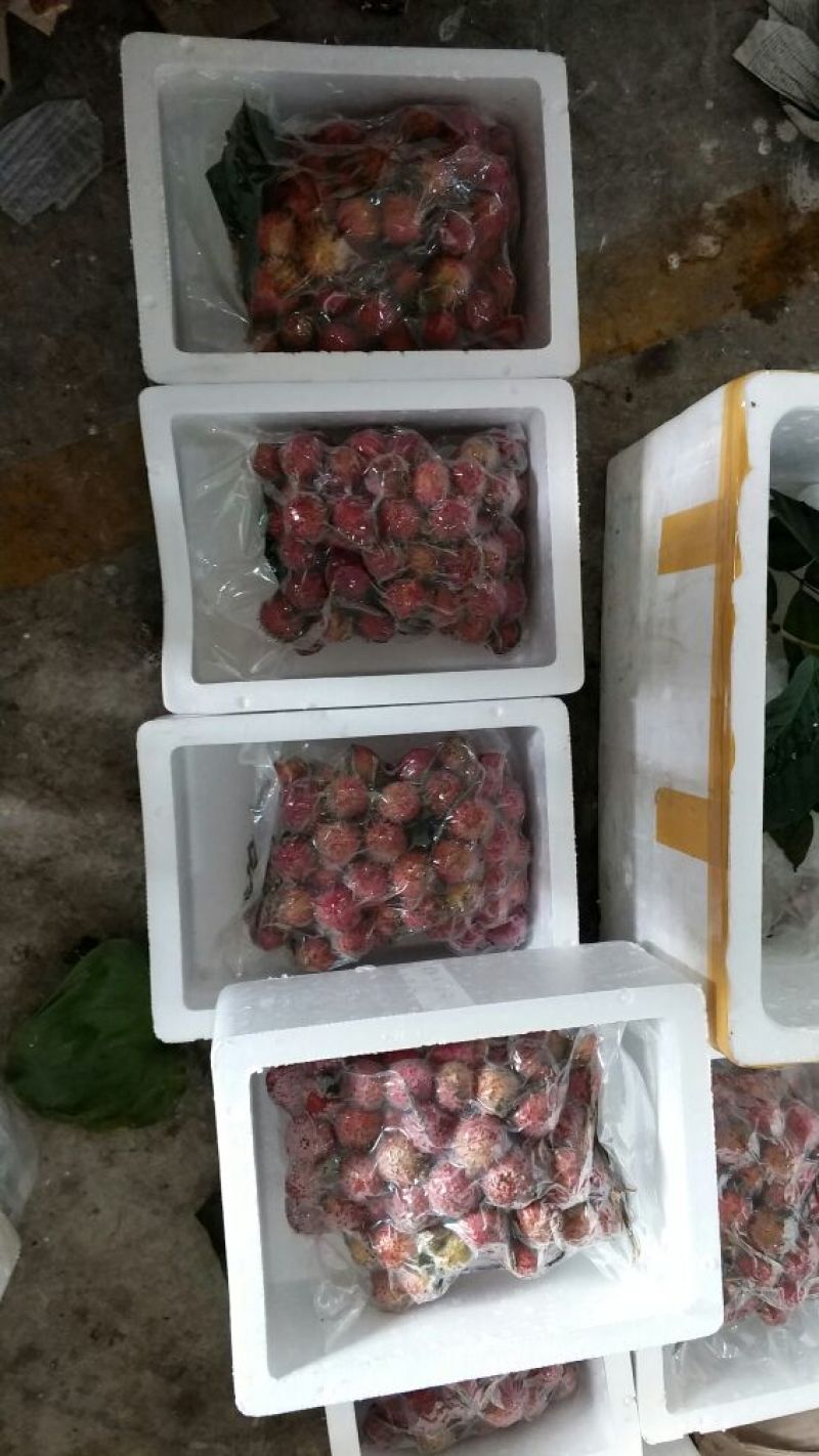 毛丹2cm以上