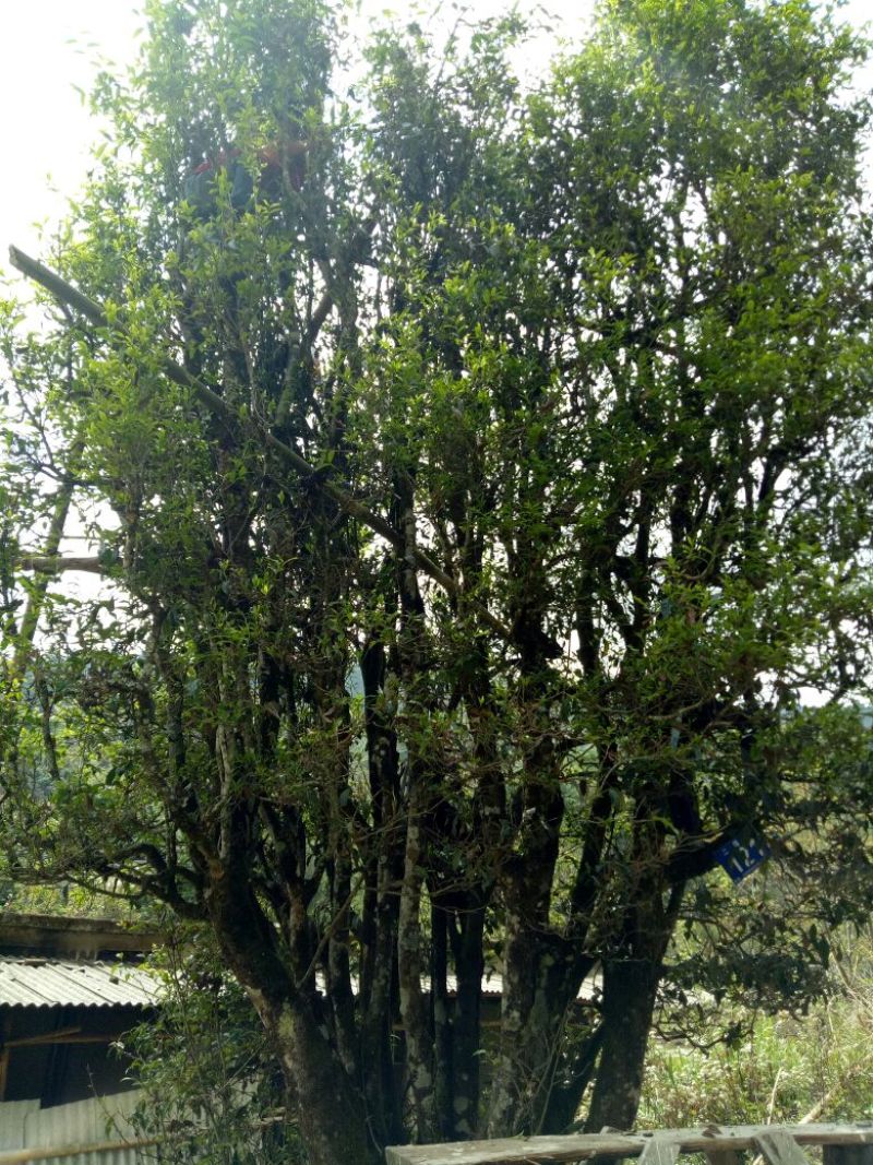 本山茶一级