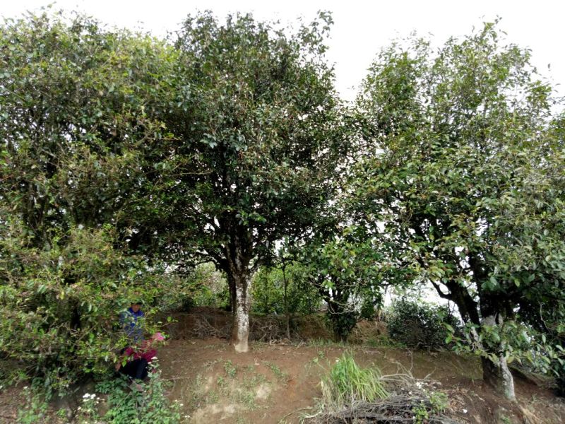 本山茶一级
