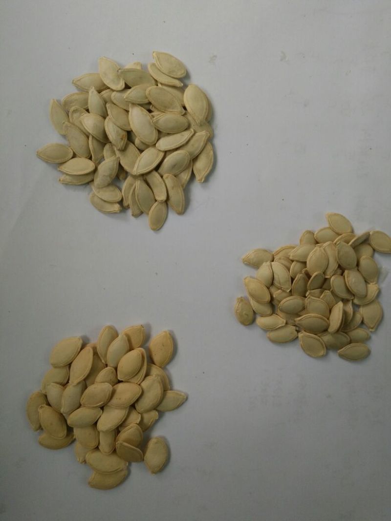葫芦种子