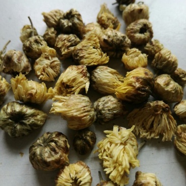 菊花茶特级