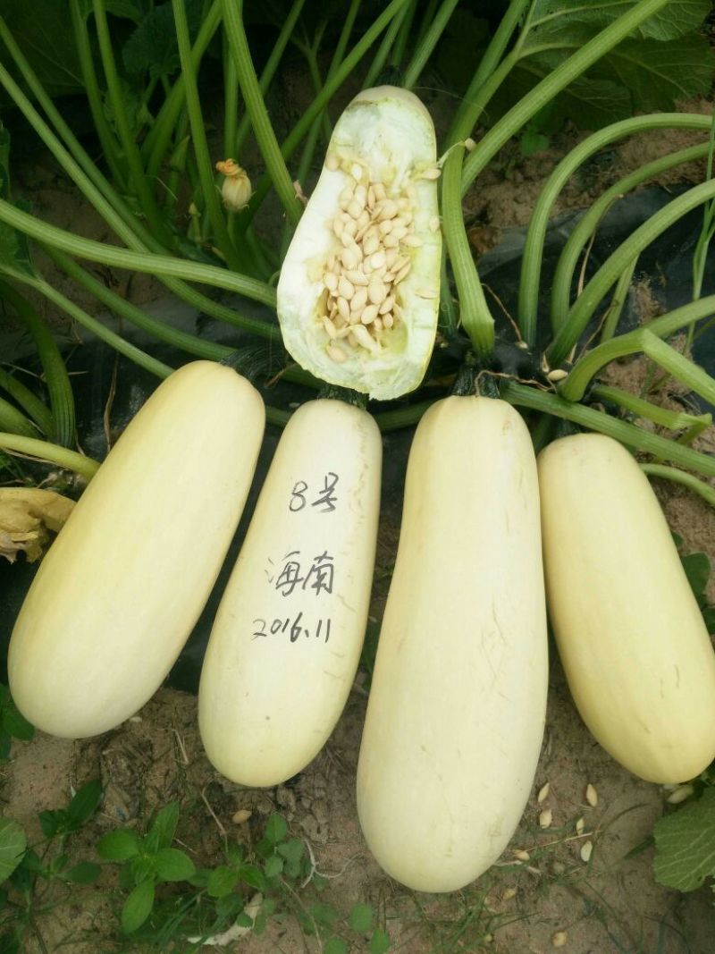 葫芦种子
