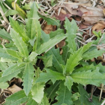 荠菜5cm以上