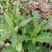 荠菜5cm以上