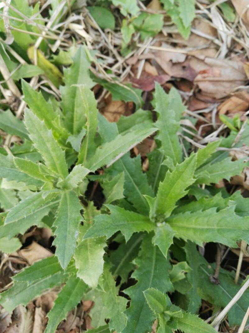 荠菜5cm以上