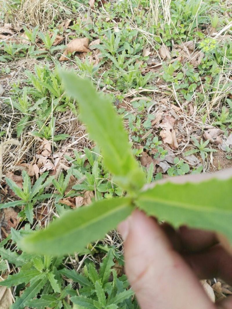 荠菜5cm以上