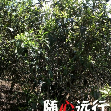 古树茶二级