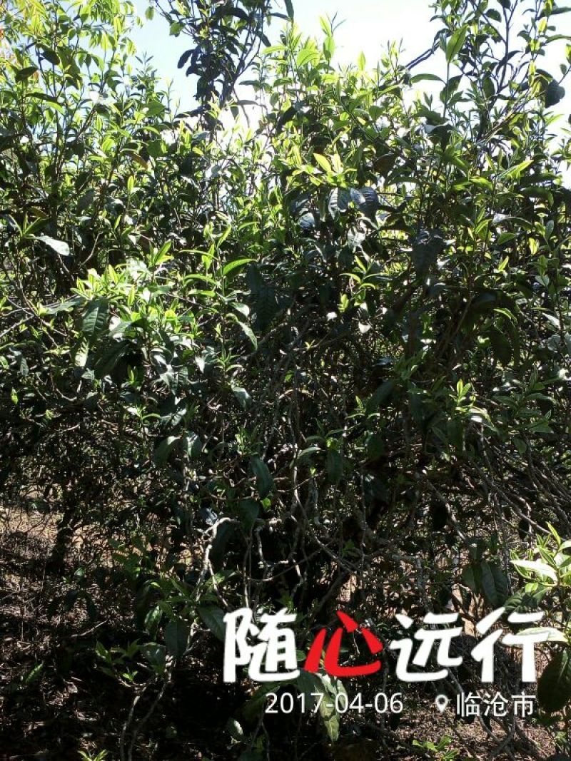 古树茶二级