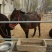 马骡300~400kg