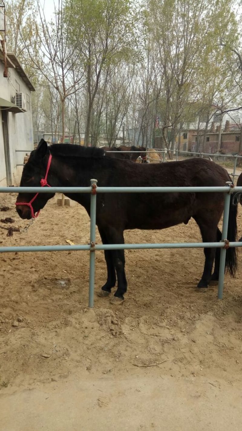 马骡300~400kg