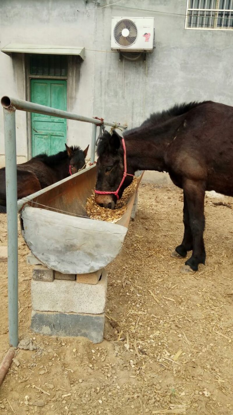 马骡300~400kg
