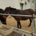马骡300~400kg