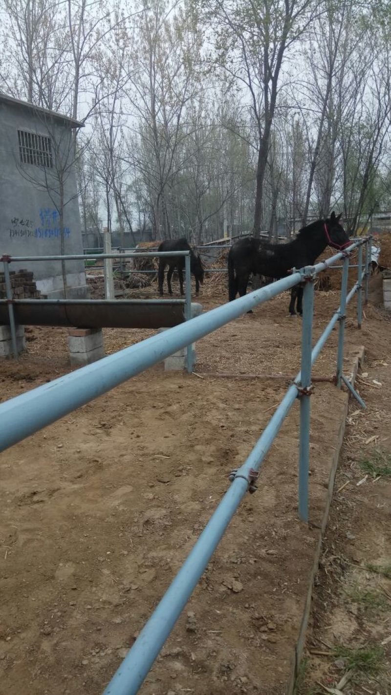 马骡300~400kg