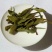 古树普洱茶特级